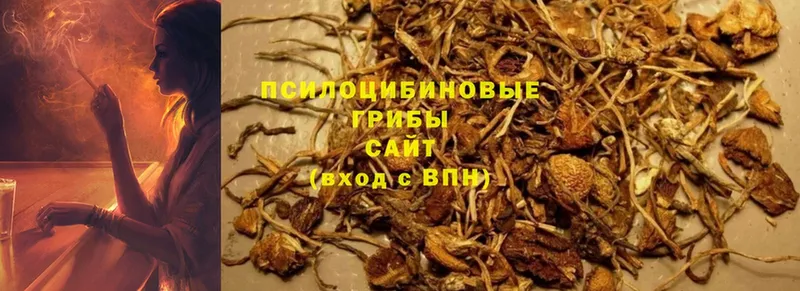 купить наркотик  Киселёвск  Псилоцибиновые грибы GOLDEN TEACHER 